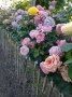 Щамбови рози, собствено производство, цветово разнообразие., снимка 5