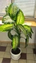 дефинбахия, снимка 1