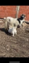 Продава се коза с яре, снимка 2