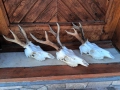 Трофей от сръндаци.Рога.3бр, снимка 2