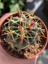 Кактуси FEROCACTUS LATISPINUS, снимка 1