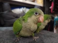 Средни папагалчета монаси, снимка 1