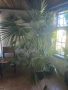 Ветриловидна палма, снимка 4