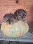 Йоркширски териер , снимка 1