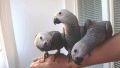 Папагали Кралско жако -ръчно хранени , снимка 4