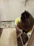 Персийска котка на една година ., снимка 5