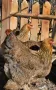 Продавам разплодни яйца от Яребична брама [Partridge Brahma], снимка 2