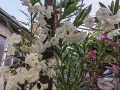 Олеандър (зокум, лян) , снимка 2
