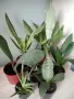 Sansevieria Black diamond 10 лв, снимка 2