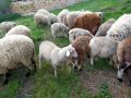 Агнета, снимка 1 - Овце - 45356282