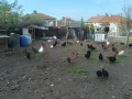 Селски кокошки, снимка 8