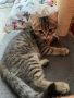 Любящи котета, снимка 1 - Британска късокосместа - 45366138
