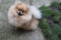 Миниатюрно момиченце померан с родословие FCI, снимка 3