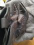 Каубойски ботуши от кожа от кайман, снимка 1 - Мъжки ботуши - 45301822