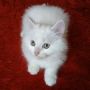 Пухкаво бяло коте, снимка 1 - Други - 45889251