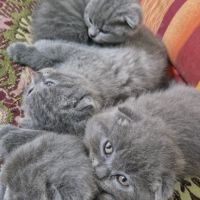Клепоухи котенца, снимка 5 - Британска късокосместа - 45620343