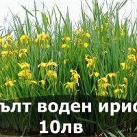Водни лилии и водни растемия, снимка 14 - Градински цветя и растения - 45775201