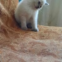 Шотландски клепоухи котета, снимка 15 - Британска късокосместа - 45567329