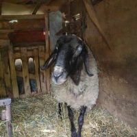 Черноглав овен , снимка 2 - Овце - 45864295