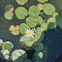 Водна лилия, снимка 3 - Градински цветя и растения - 45667041