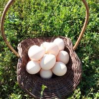 Пресни яйца за консумация , снимка 1 - Домашни продукти - 45783590
