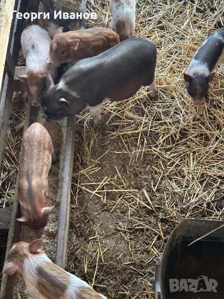 Малки виетнамски прасенца , снимка 1