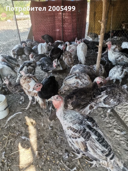 пуйки, пуяци, кокошки... и... петли, снимка 1