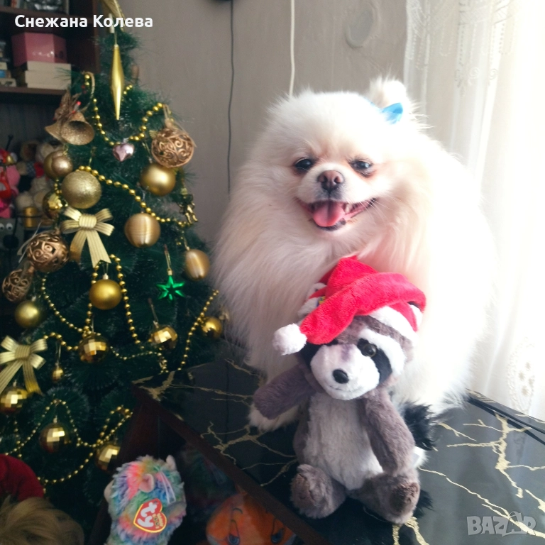 Померан, снимка 1