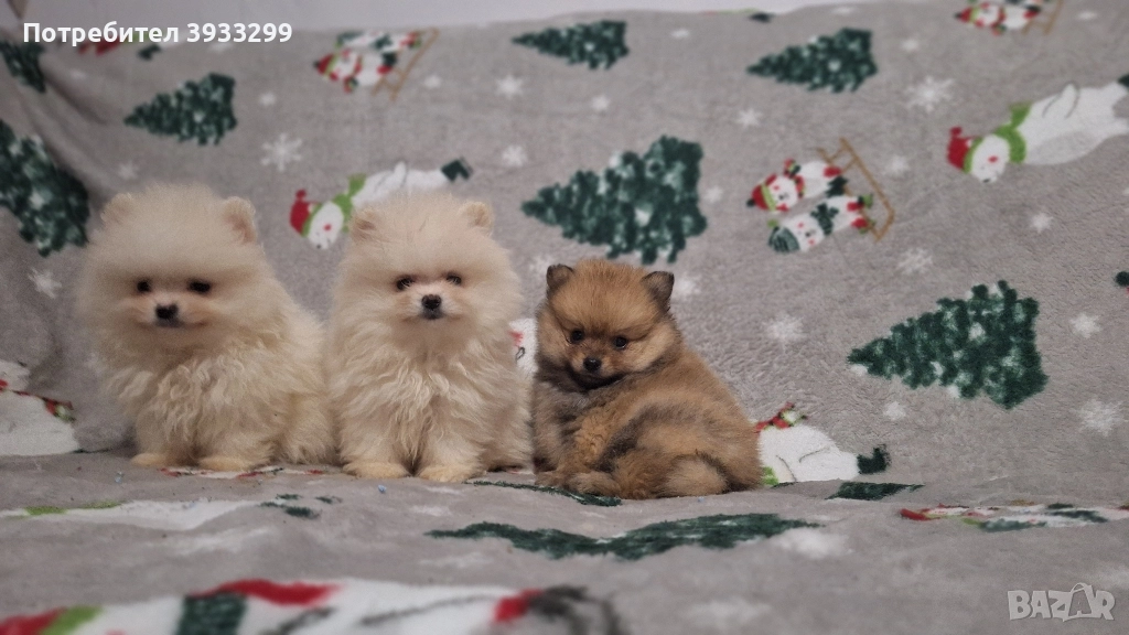 Померан мини померанчета чисто бели, снимка 1