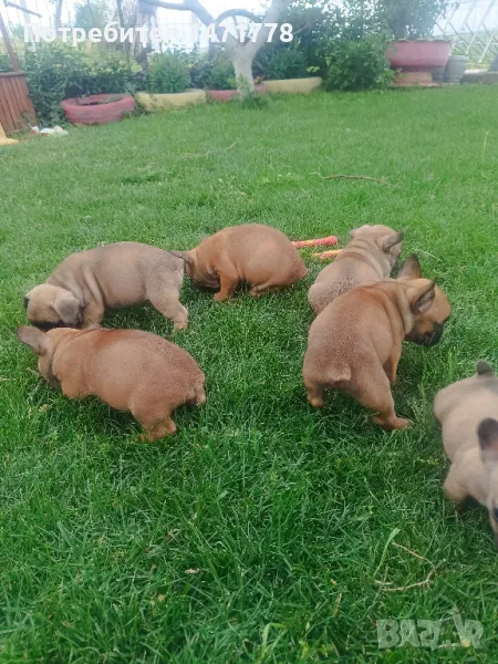 френски булдог , снимка 1