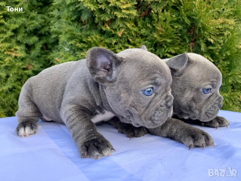 Френски булдог - Blue French Bulldog, снимка 1