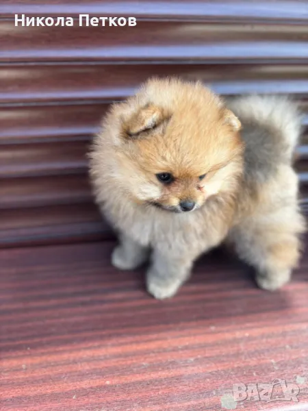 Померанчета, снимка 1