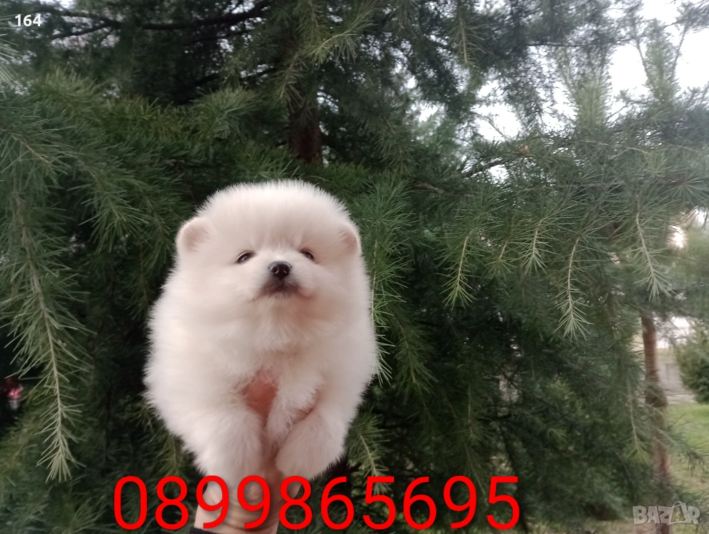 Померани. Реални снимки от 05.01.26 г. , снимка 1