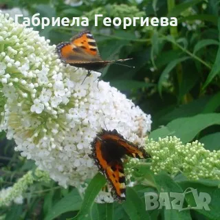 Будлея , снимка 1