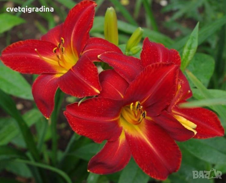 Hemerocallis Anzac(Хемерокалис Анзак), снимка 1