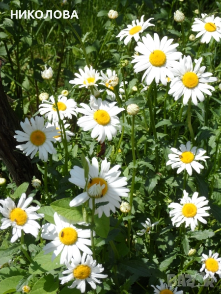 ГРАДИНСКА  МАРГАРИТА, снимка 1