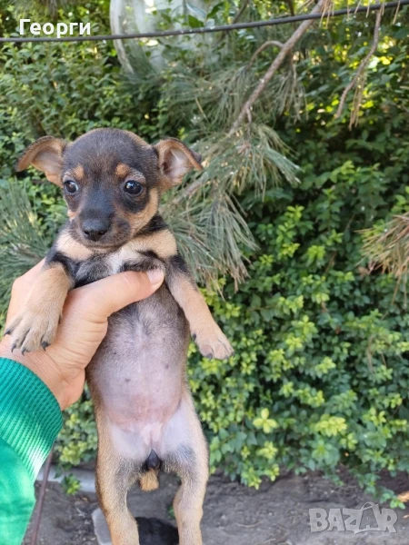 Чистокръвно мини пинчерче , снимка 1