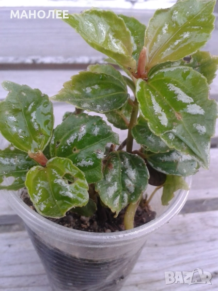 Пилея, снимка 1