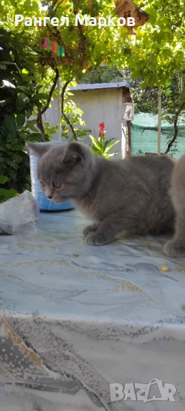 Подаряват се 2 Британчета мъжко и женско на 3 месеца . Имат изградени навици със ваксина. , снимка 1