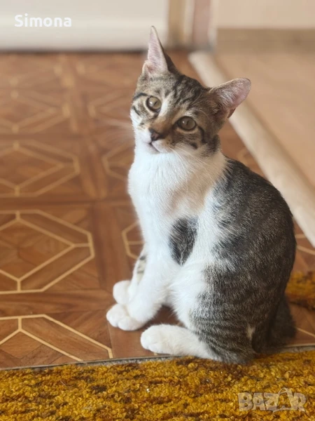 Подарявам две котенца , снимка 1