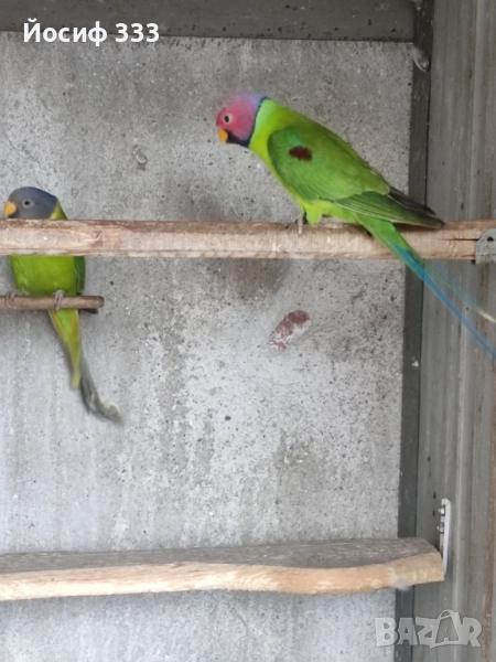 Продавам папагали Александър , снимка 1