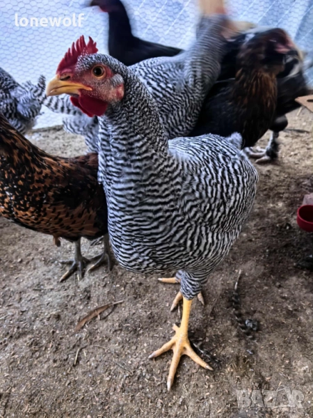 Млади петлета от породата Амрок, снимка 1