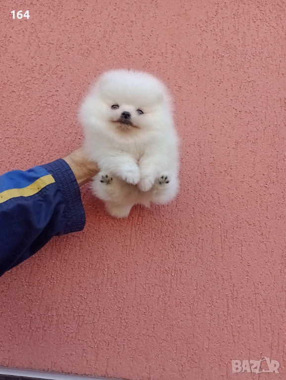 Чисто бяло момченце. Померан. Реални снимки!, снимка 1
