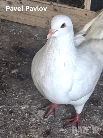 Гълъби кинг, снимка 3 - Гълъби - 53667065