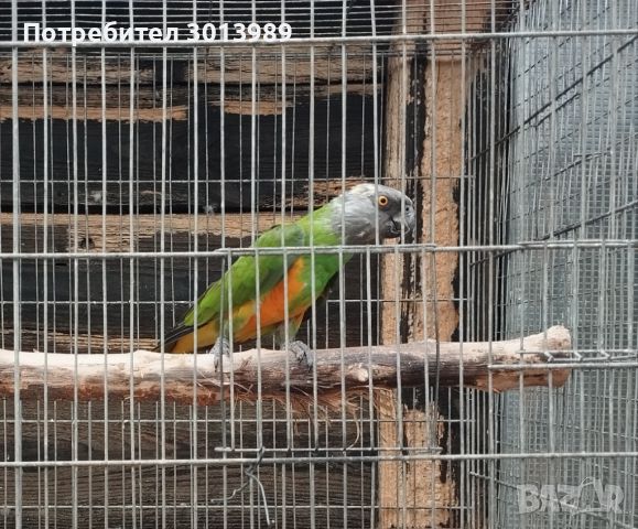 Продавам мъжки сенегалски папагал  или купувам женски , снимка 1 - Папагали - 46088647