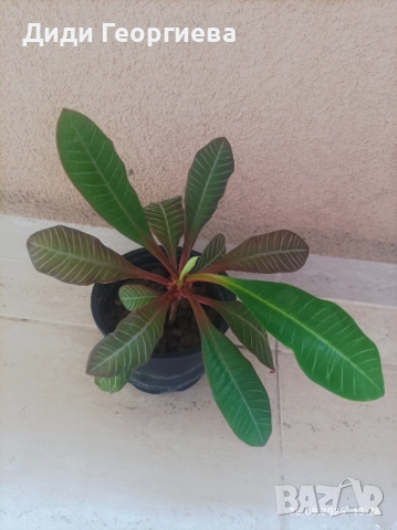 Саксийни, стайни растения , снимка 3 - Стайни растения - 51834097