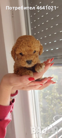 Той пудел с родословие