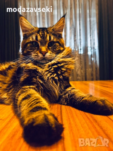 Мъжки Мейн кун