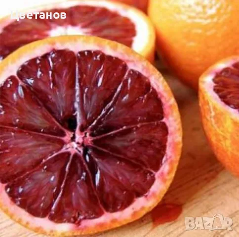 Портокал сорт Моро, снимка 2 - Стайни растения - 49736096