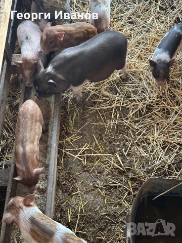 Малки виетнамски прасенца , снимка 1